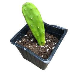 A single Prickly Pear (Opuntia cochenillifera) Organic Cactus Plant by Smoke Camp Crafts is potted upright in soil with white perlite in a 2.5-inch black plastic pot, isolated on a white background.