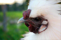 Silkie Chicks – Buy 6 + 3 Bonus Free (9 Unsexed, Mixed Colors, Shipping Included)