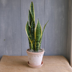 Sansevieria - Snake Plant