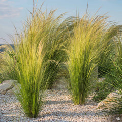 Mexican Feather Grass