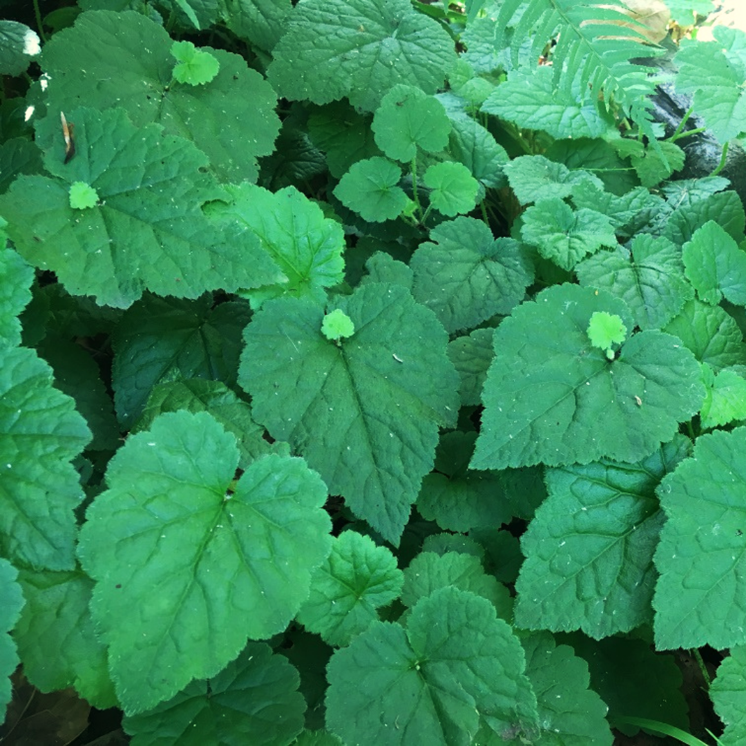 The iconic "piggy-backing" leaves of piggyback plant, aka youth-on-age (Tolmiea menziesii). Another stunning species of Pacific Northwest native plant available at Sparrowhawk Native Plants, native plant nursery in Portland, Oregon.