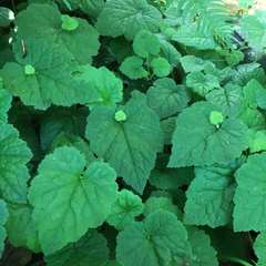 The iconic "piggy-backing" leaves of piggyback plant, aka youth-on-age (Tolmiea menziesii). Another stunning species of Pacific Northwest native plant available at Sparrowhawk Native Plants, native plant nursery in Portland, Oregon.