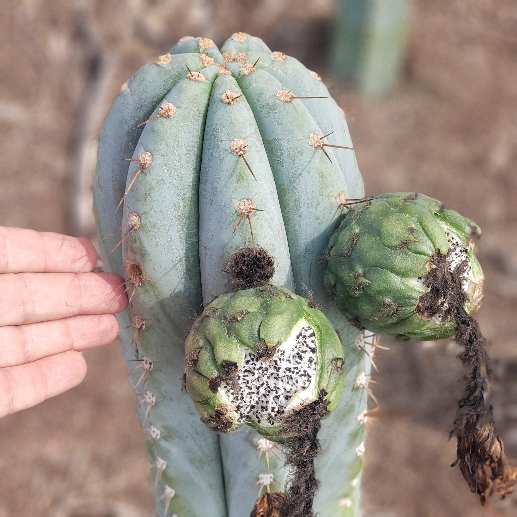 Trichocereus Ornamental Cactus Seeds Pachanoi Peruvian & others-Cactus - Large - Exact-The Succulent Source