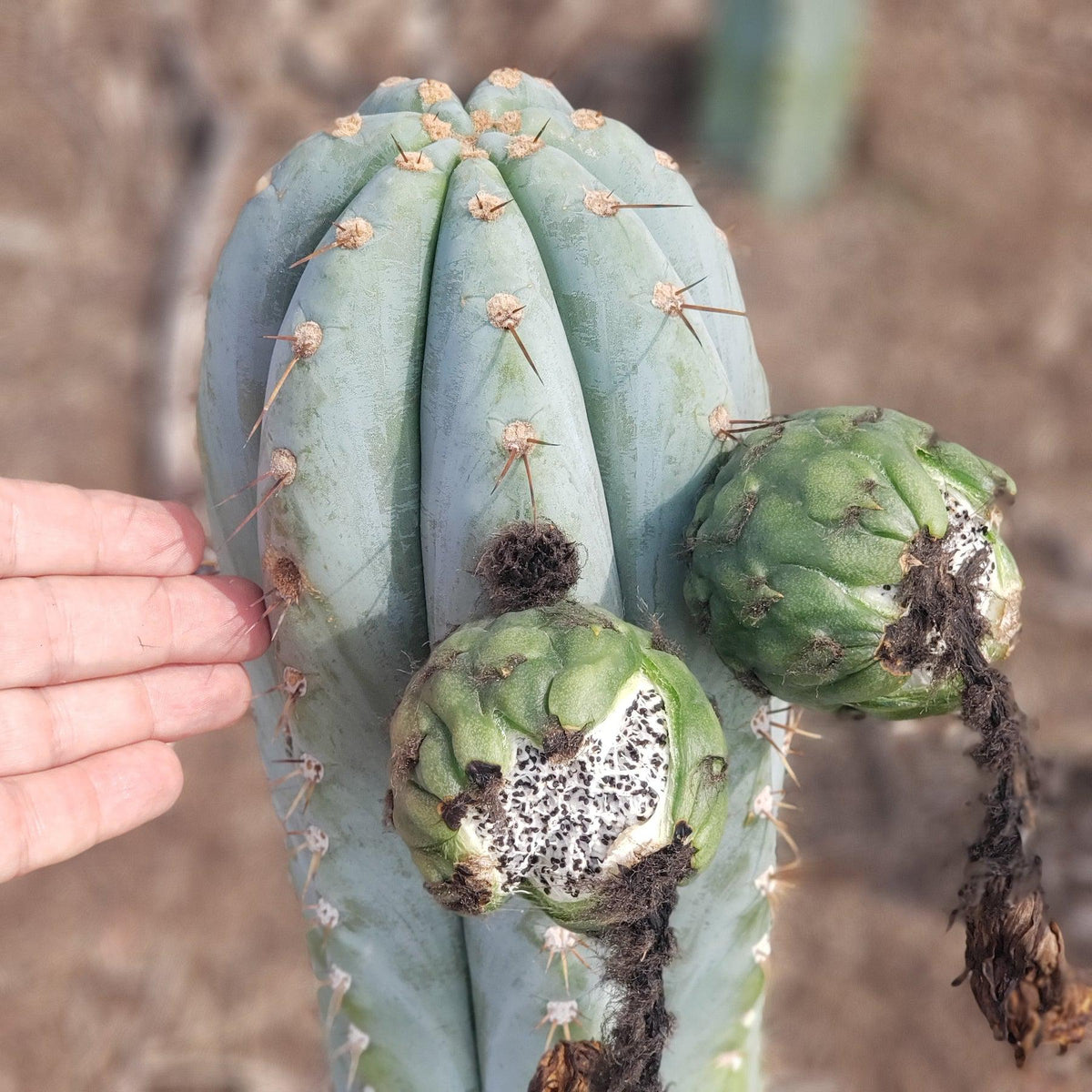 Trichocereus Ornamental Cactus Seeds Pachanoi Peruvian & others-Cactus - Large - Exact-The Succulent Source