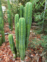 Trichocereus Pachanoi Common San Pedro PC Ornamental Grafting Cactus Cuttings and Potted by The Succulent Source