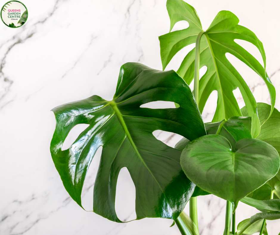 Close-up of a Monstera deliciosa 'Tauerii' plant. The image showcases a large, glossy green leaf with characteristic deep splits and fenestrations, or oval holes, giving it a striking, perforated appearance. The leaf surface is smooth and shiny, reflecting light and highlighting its healthy, vibrant green color.