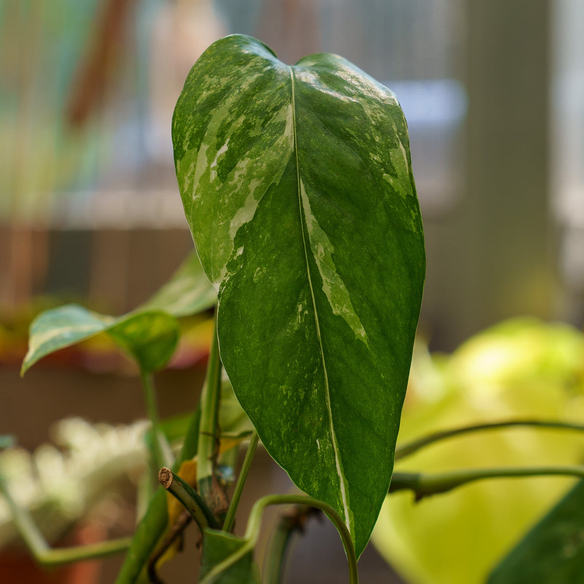 Variegated Dragon Tail Plant