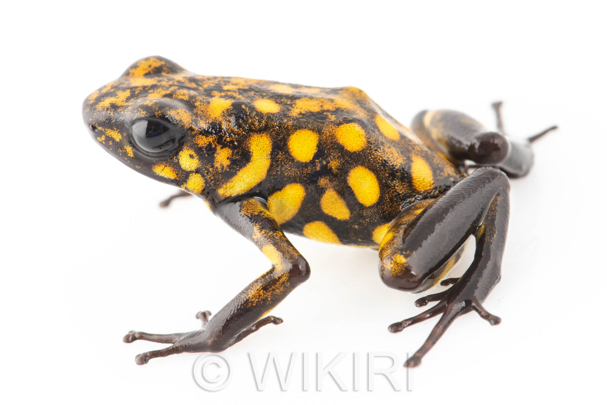Oophaga sylvatica "Ambar" proven male #06