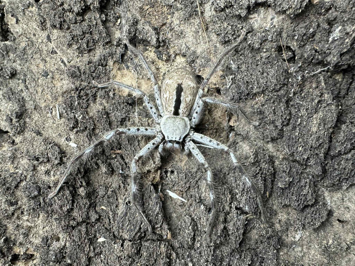 Holconia immanis (Giant Australian Striped Huntsman Spider) *FIRST TIME TO USA*