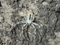 Holconia immanis (Giant Australian Striped Huntsman Spider) *FIRST TIME TO USA*