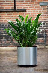 ZZ Plant