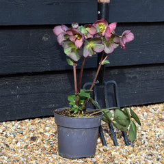 Helleborus 'Elemental' - Perennial - Height 40-50cm - 2lt