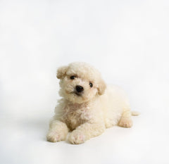 Bichon Frise Puppy