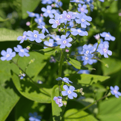 Livraison plante Brunnera macrophylla