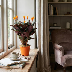 Livraison plante Calathea Crocata