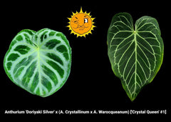 Anthurium 'Doriyaki Silver' x (A. Crystallinum x A. Warocqueanum) ['Crystal Queen' #1]  (A39) – seed-grown Anthurium hybrid s