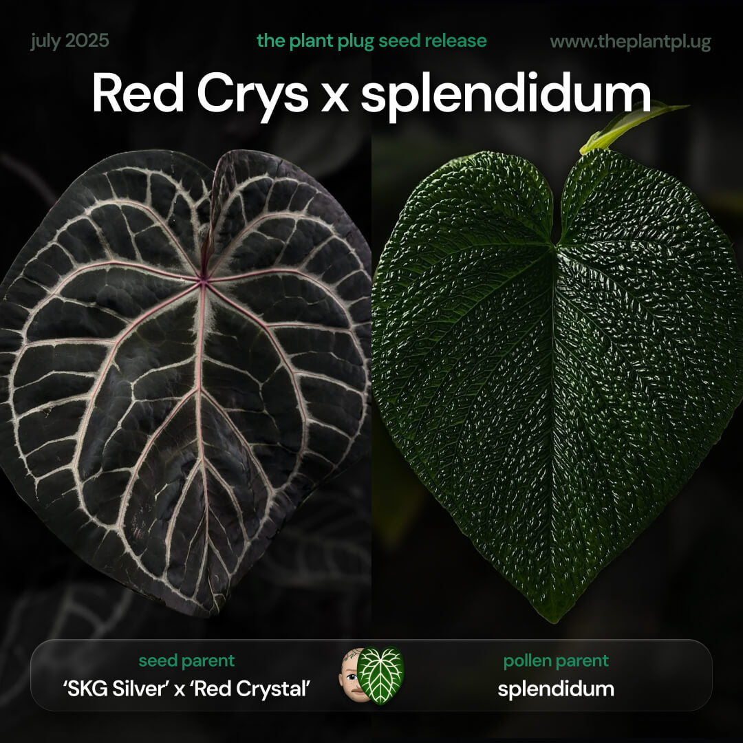 Anthurium red crystal x splendidum • germinated seeds