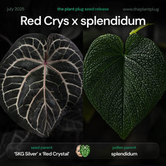 Anthurium red crystal x splendidum • germinated seeds
