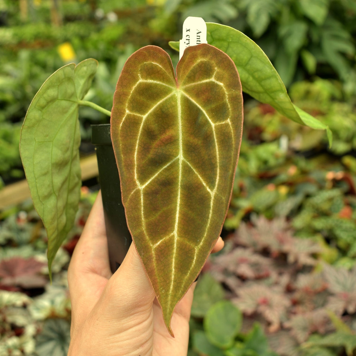 Anthurium forgetii x crystallinum
