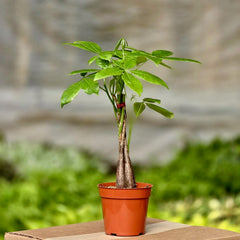 Money Tree (Pachira Braid)
