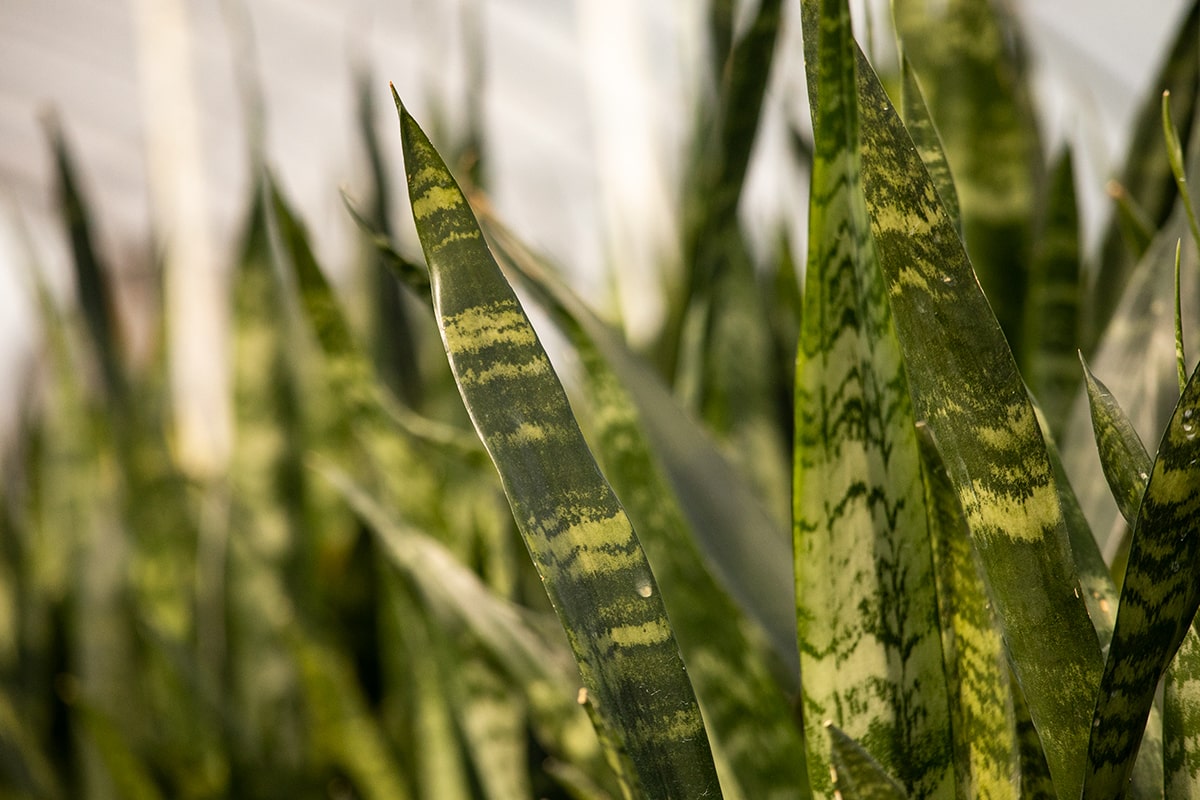 Sansevieria Black Coral