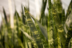 Sansevieria Black Coral