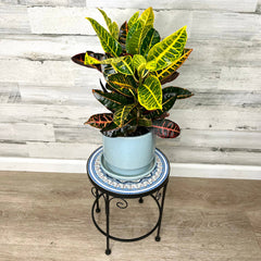 A potted croton with vibrant yellow, green, and red leaves sits on the 14-inch Plant Stand – Black Metal with Enamel Design by All Delivery Options, perfect for indoor display against a light wood and gray textured wall.