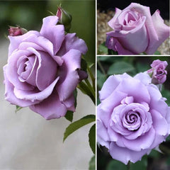 Blue Moon Rose
