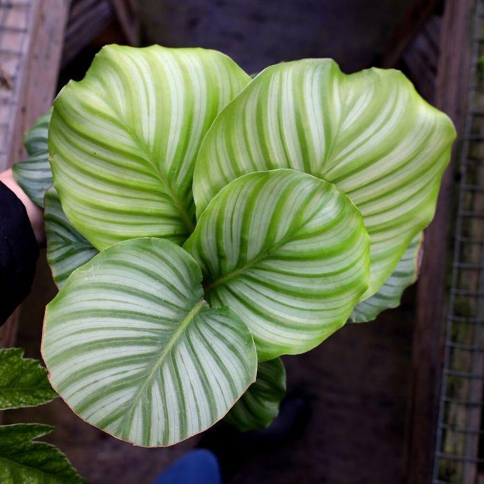 Close-up of a single Calathea orbifolia leaf, highlighting the broad round shape and bold alternating silver and green stripes radiating from the center vein.