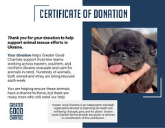 Care for Neglected Senior Pug Rescued from Horrifying Breeding Farm