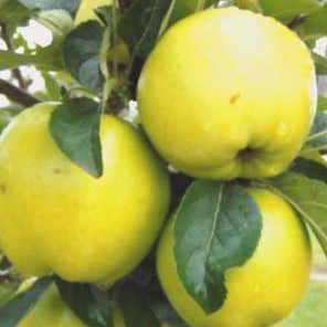 Chanteline Äpple (40 – 80 cm) på Antonovka Grundstam - Malus Domestica 'Chanteline'