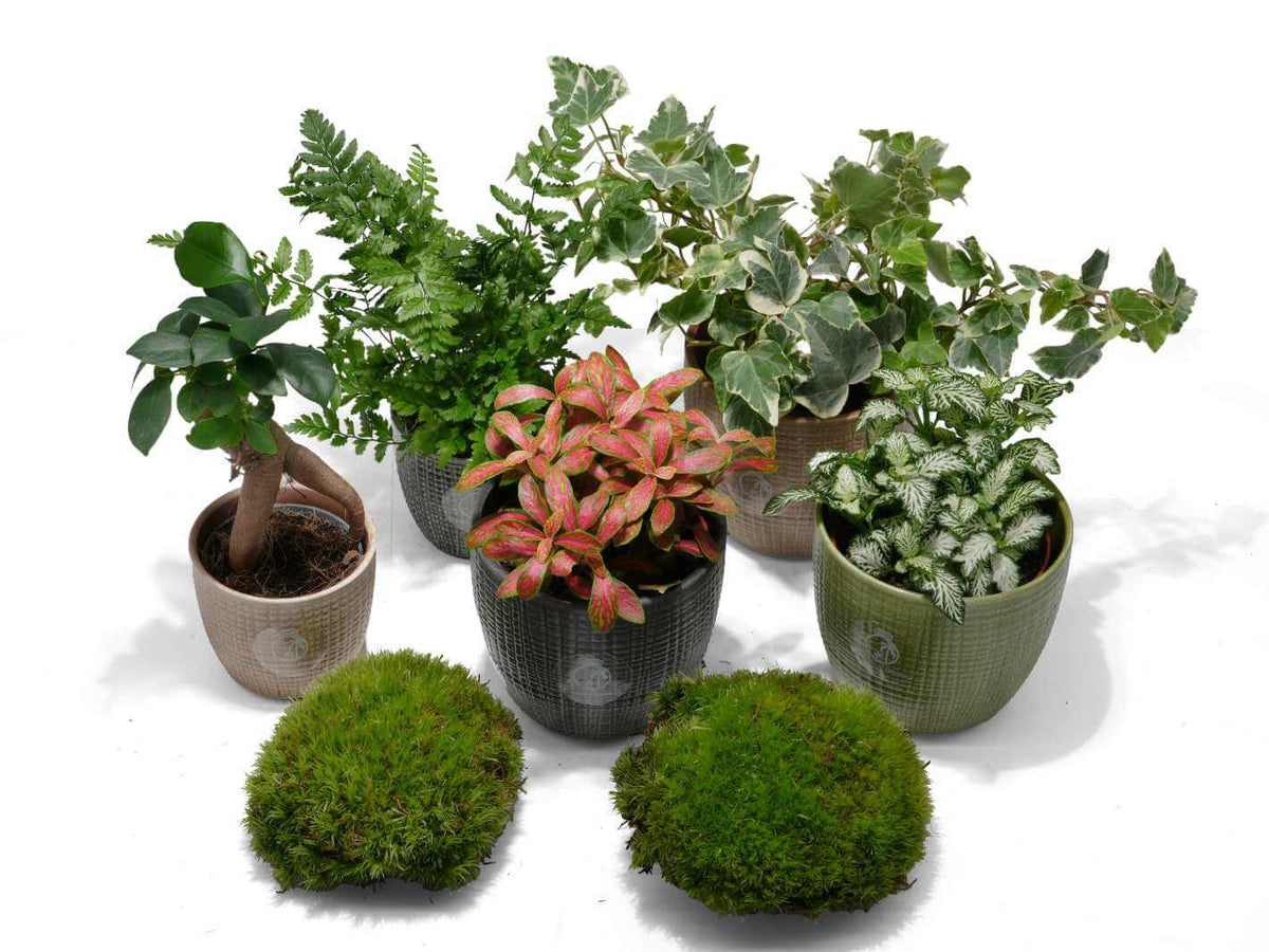 Closed terrarium plant mix with moss, Fittonia, fern, and ivy