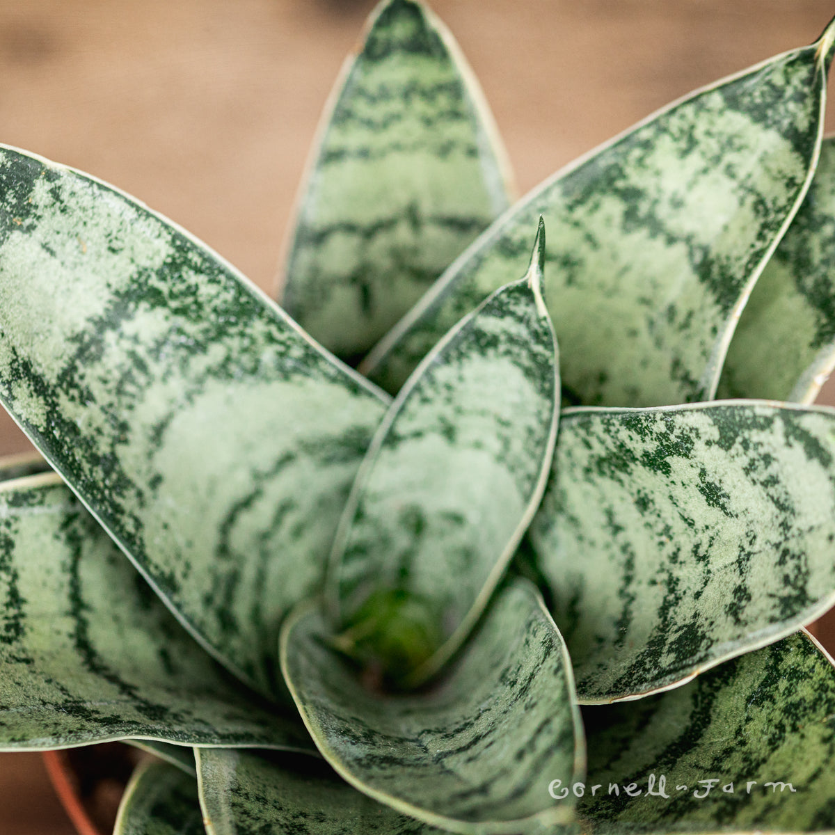 Sansevieria hahnii 4in Birds Nest Assorted  snake plant