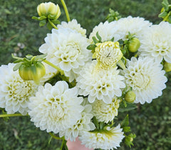 Dahlia Tuber Stoney Hill Farm Petra's Wedding