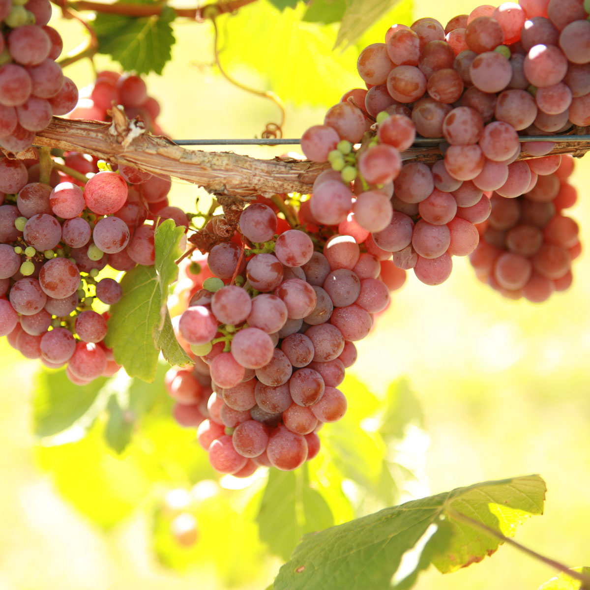 Gewürztraminer Grapevine - Grafted