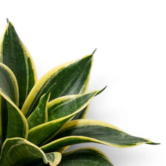 Close-up of Dracaena 'Hahnii Golden Edge' leaves.