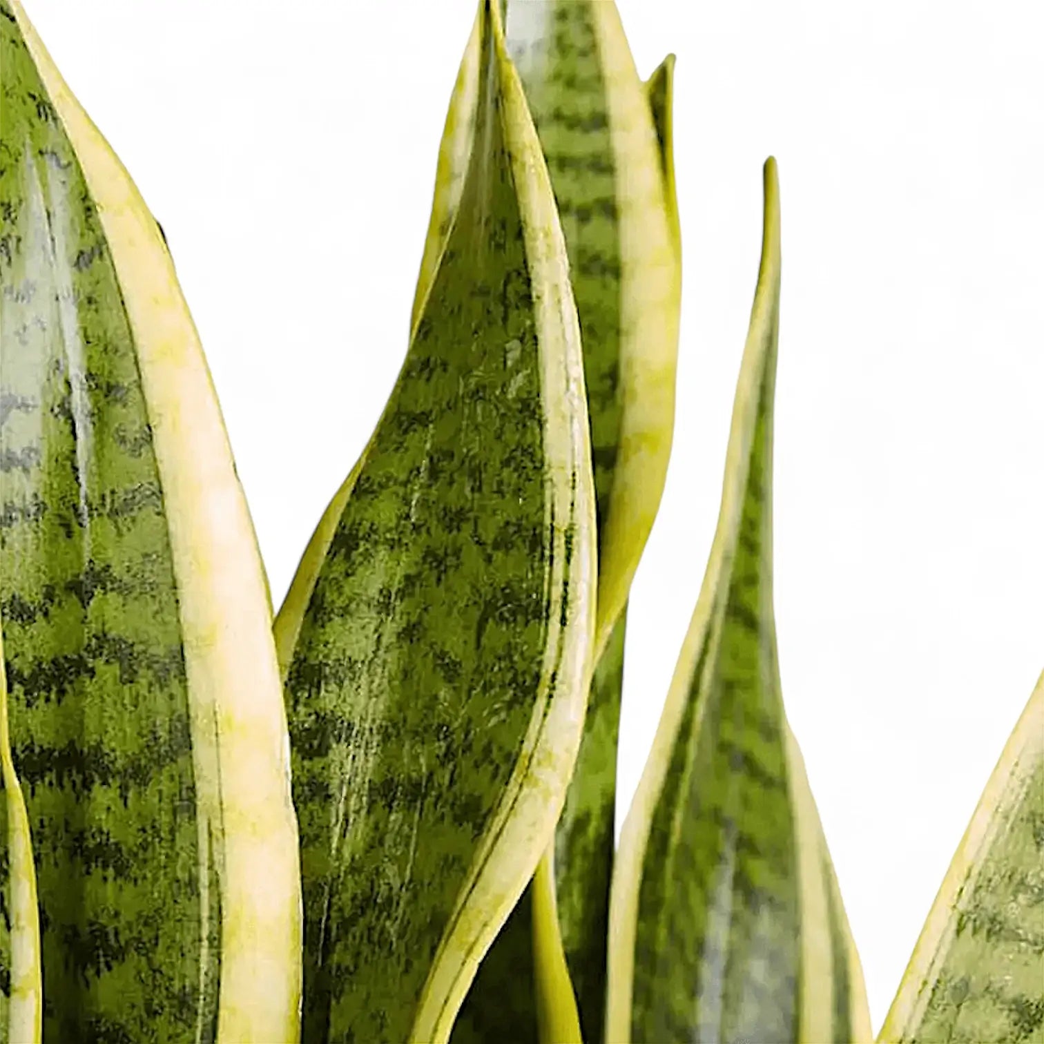 Dracaena (Sansevieria) trifasciata 'Laurentii' close-up of leaf on white background.