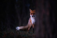 Glances fototapet