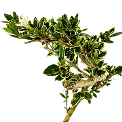 A close-up of a leafy green Variegated Serissa Pre-Bonsai (Serissa japonica 'Variegata') from Wellspring Gardens, featuring variegated leaves and a thick stem, isolated on white.