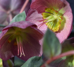Helleborus 'Elemental' - Perennial - Height 40-50cm - 2lt