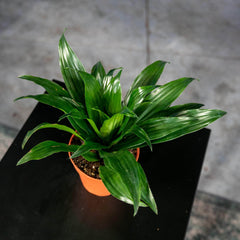Gabriella Plants Other 4" Dracaena fragrans 'Janet Craig Compacta'