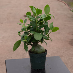 Gabriella Plants Other Hydnophytum papuanum "Ant Plant"