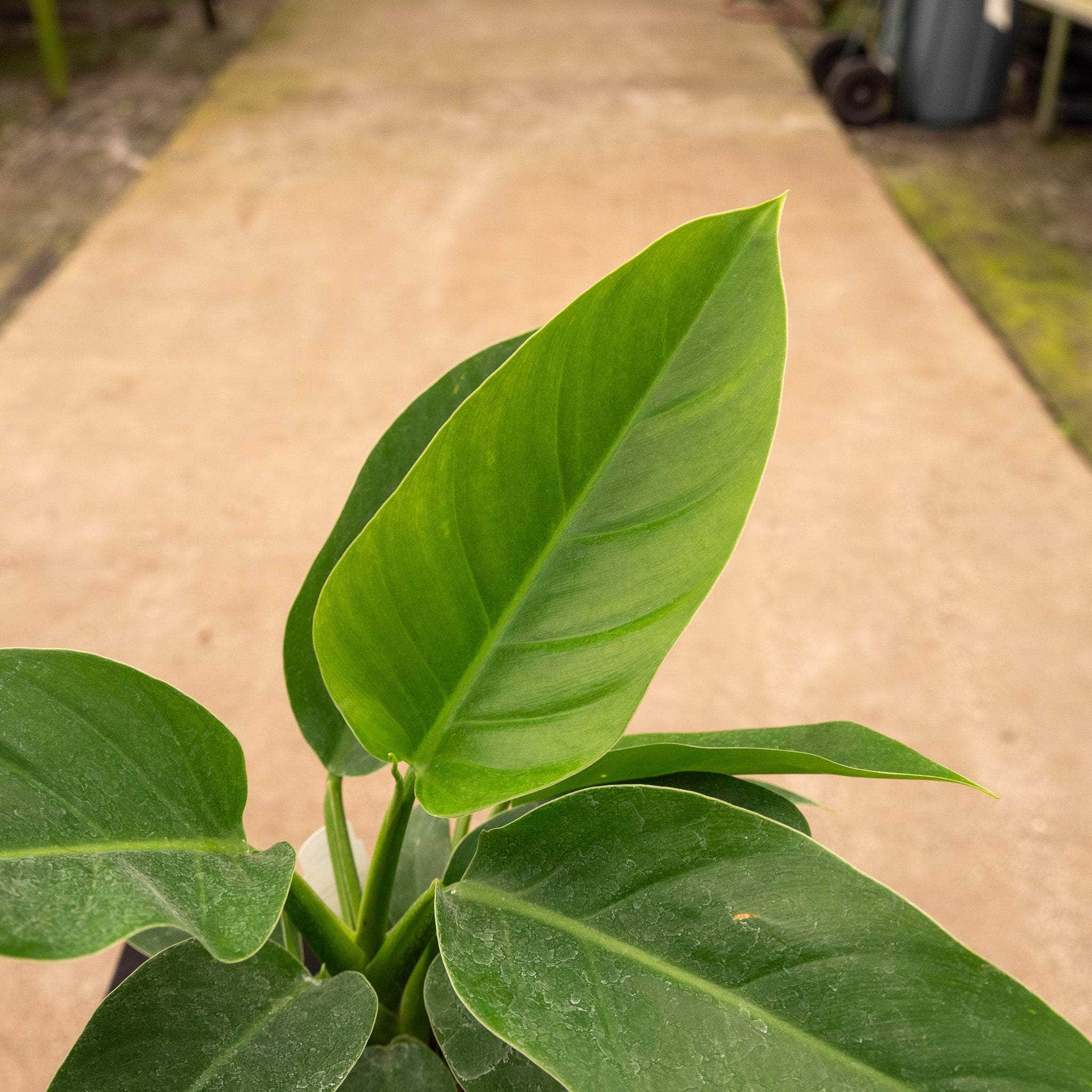 Gabriella Plants Philodendron 4" Philodendron 'Imperial Green'