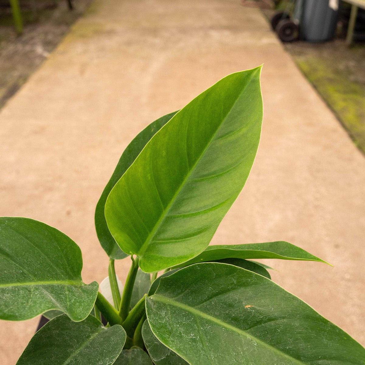 Gabriella Plants Philodendron 4" Philodendron 'Imperial Green'