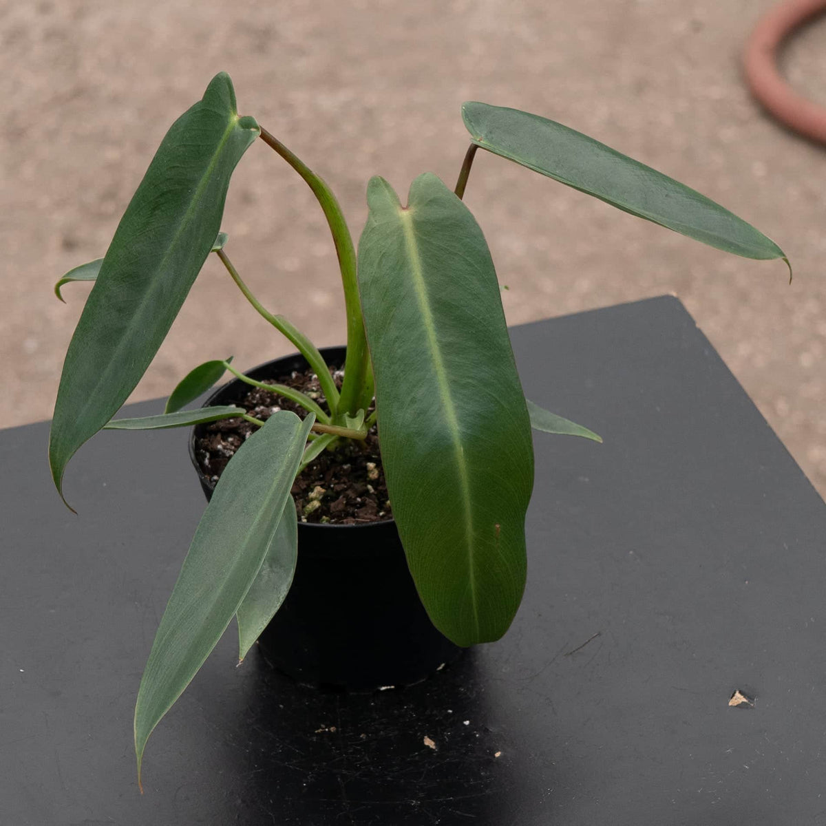 Gabriella Plants Philodendron 4” Philodendron spiritus-sancti