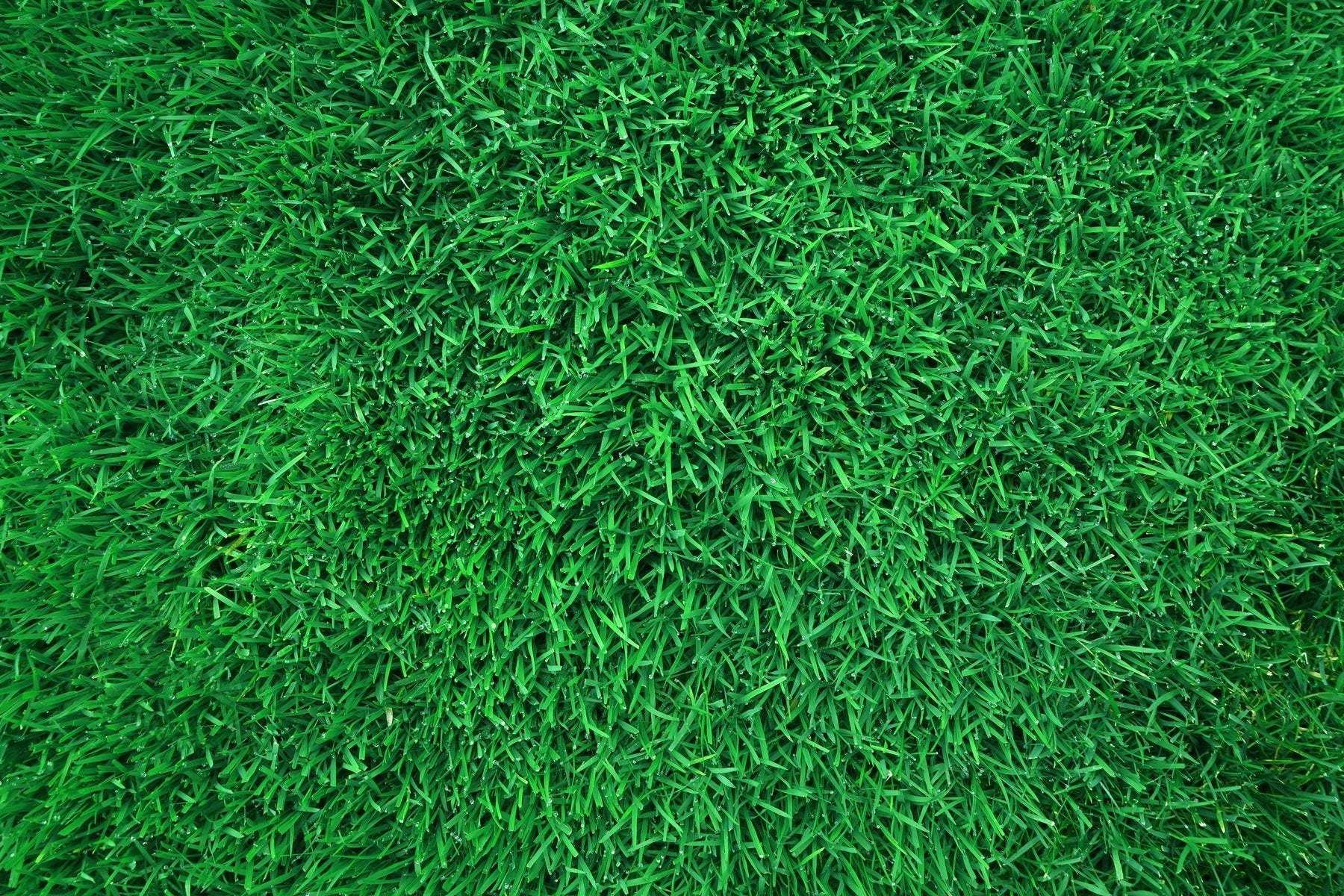 GAZON VERT DE JALOUSIE