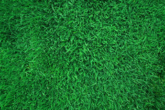 GAZON VERT DE JALOUSIE