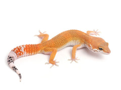 Tangerine Leopard Gecko - 062113A - male
