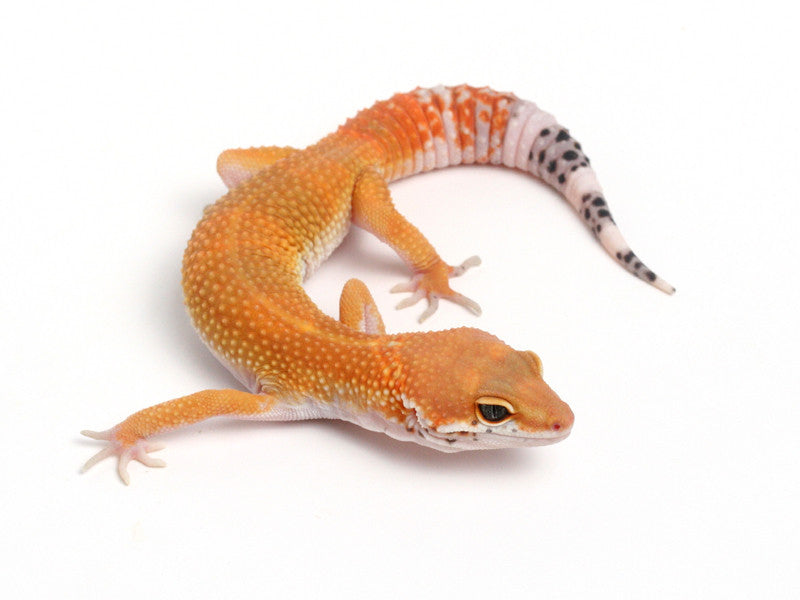 Tangerine Leopard Gecko - 062113A - male