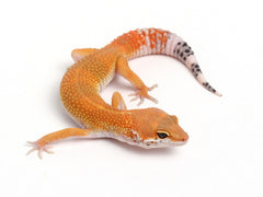 Tangerine Leopard Gecko - 062113A - male